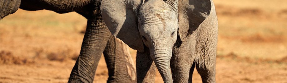 Ein niedliches Baby afrikanischen Elefanten (Loxodonta africana), Addo Elephant National Park, Südafrika